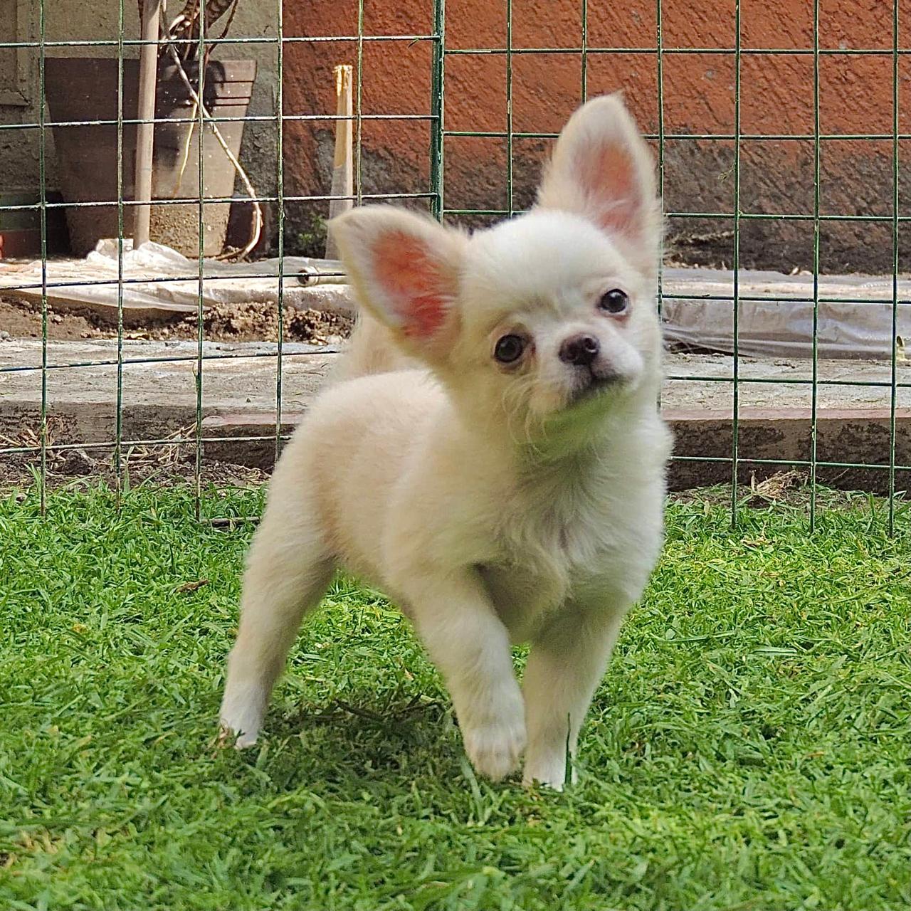 Chihuahueño 14